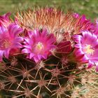 Mammilaria