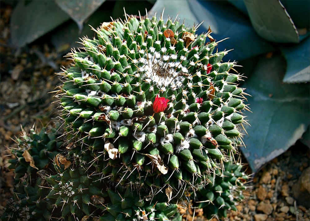 #  Mammilaria compressa #