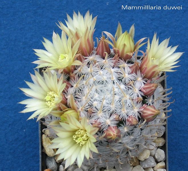 mammillaria