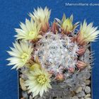 mammillaria