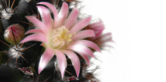 Mammillaria