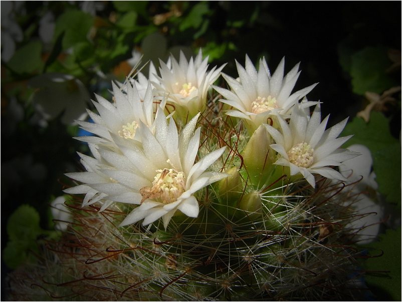 Mammillaria