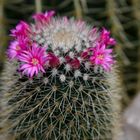 Mammillaria