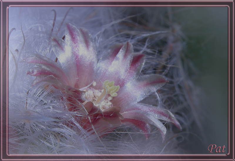 mammillaria