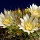 Mammillaria