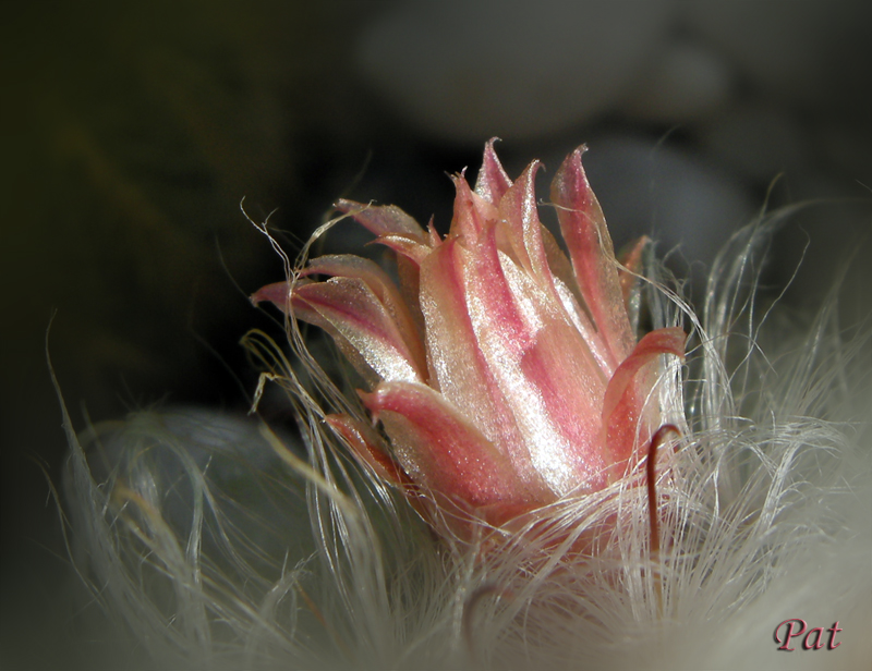 mammillaria al tramonto