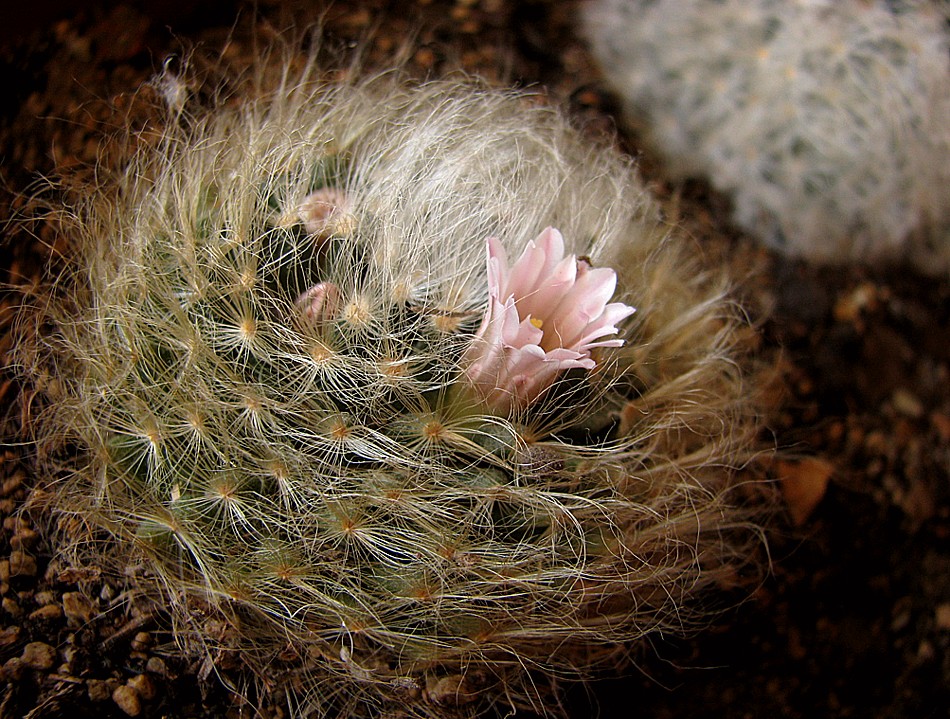 Mammillaria aureilanata