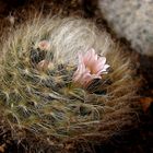 Mammillaria aureilanata