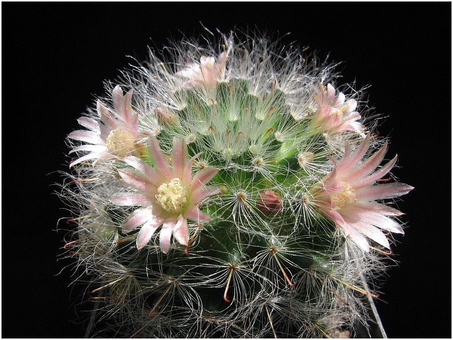 Mammillaria aus dem Archiv