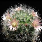 Mammillaria aus dem Archiv