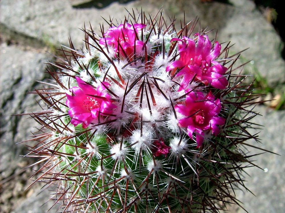 Mammillaria