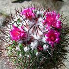 Mammillaria