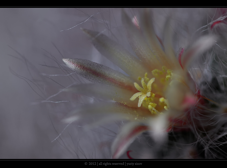 Mammillaria bocasana