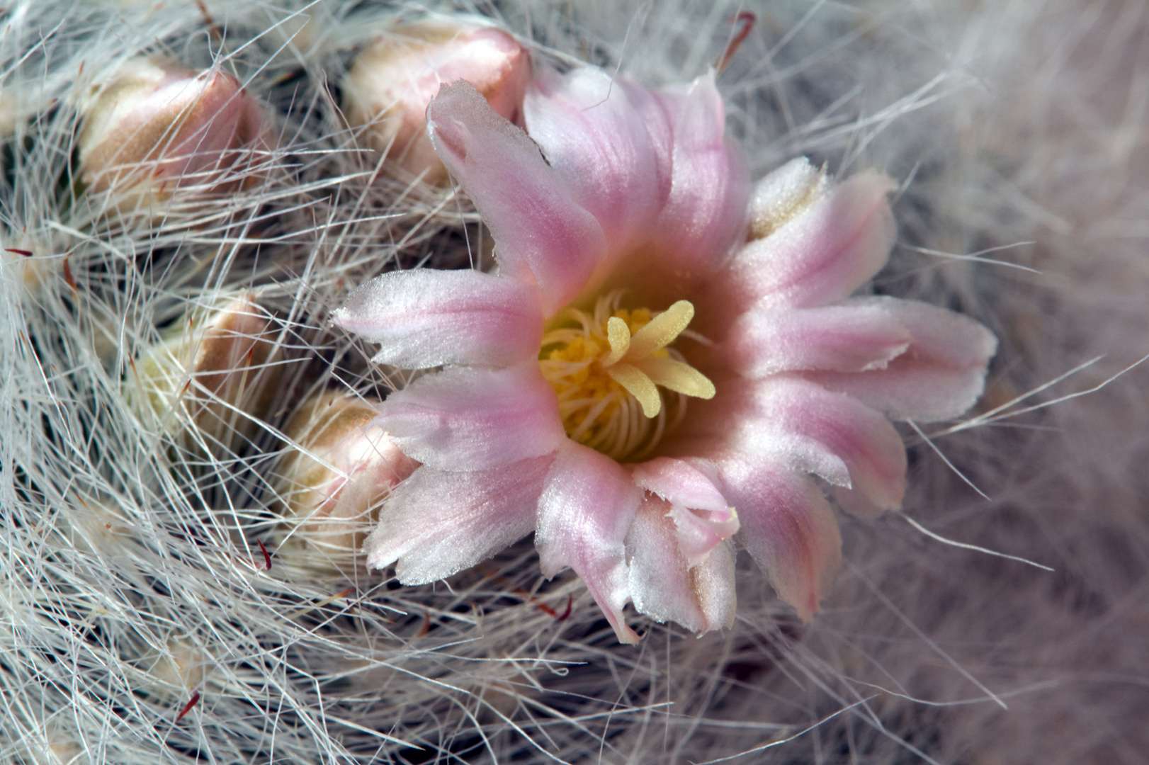 Mammillaria bocasana var. multilanata