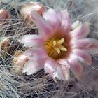 Mammillaria bocasana var. multilanata