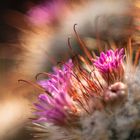 Mammillaria bombycina