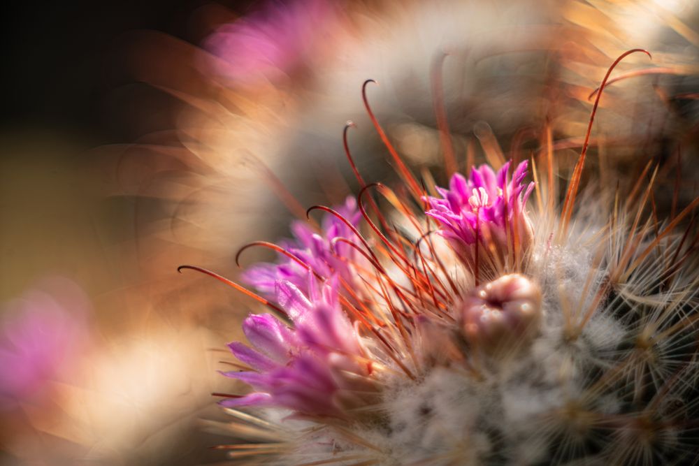 Mammillaria bombycina