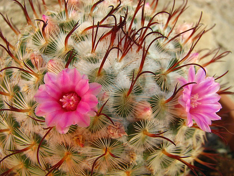 Mammillaria bombycina