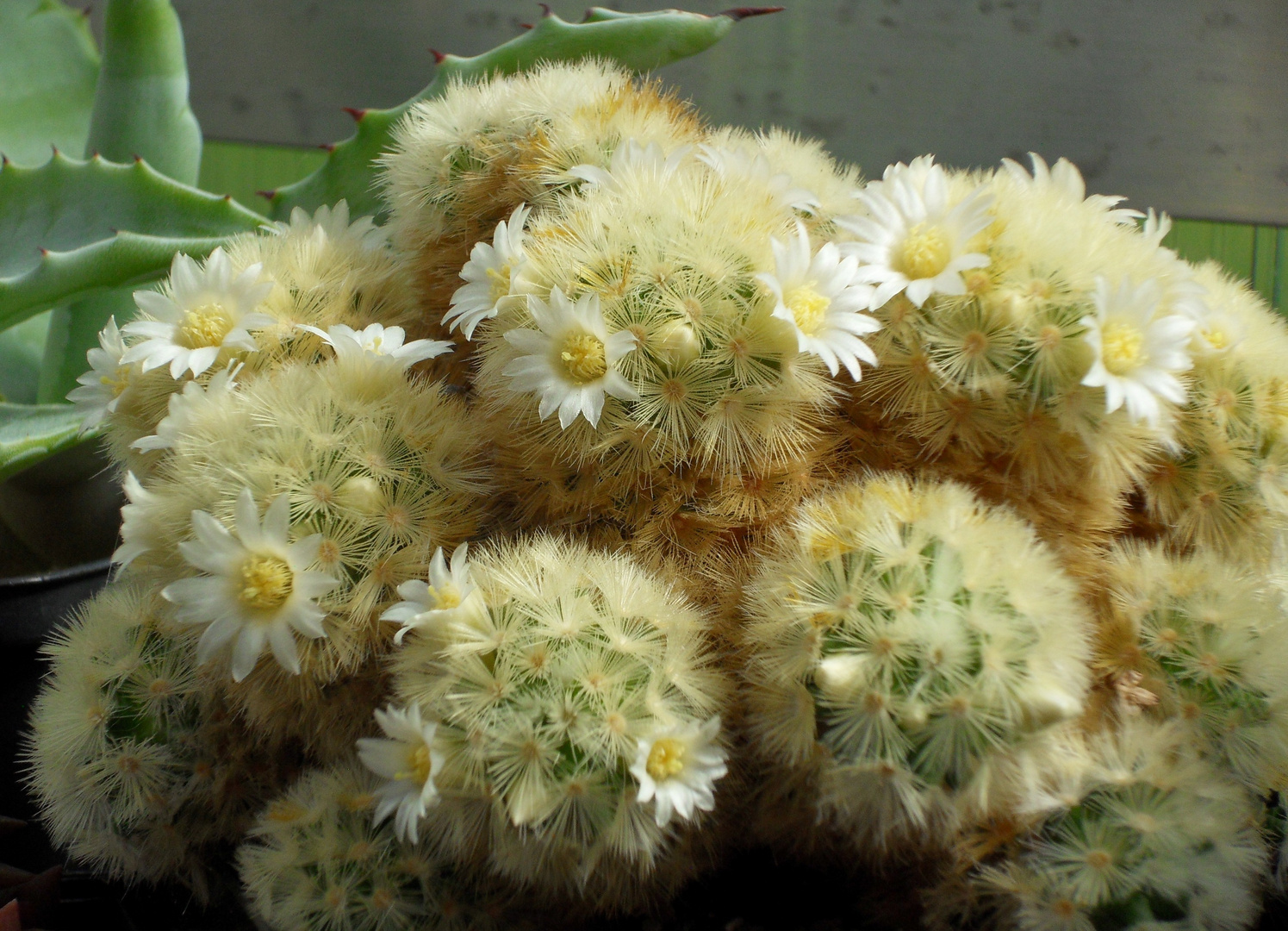 Mammillaria carmenae