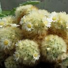 Mammillaria carmenae