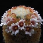 Mammillaria carmenae