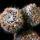 Mammillaria-Drilling