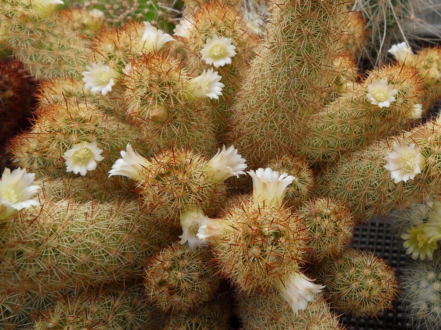 Mammillaria elongata