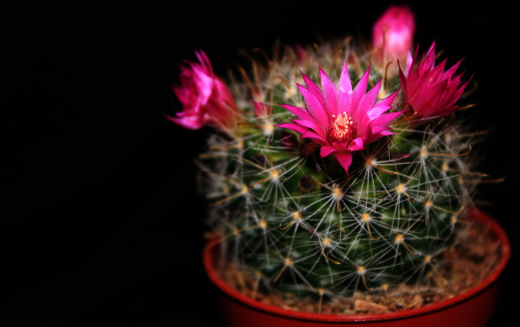 -Mammillaria-