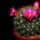 -Mammillaria-