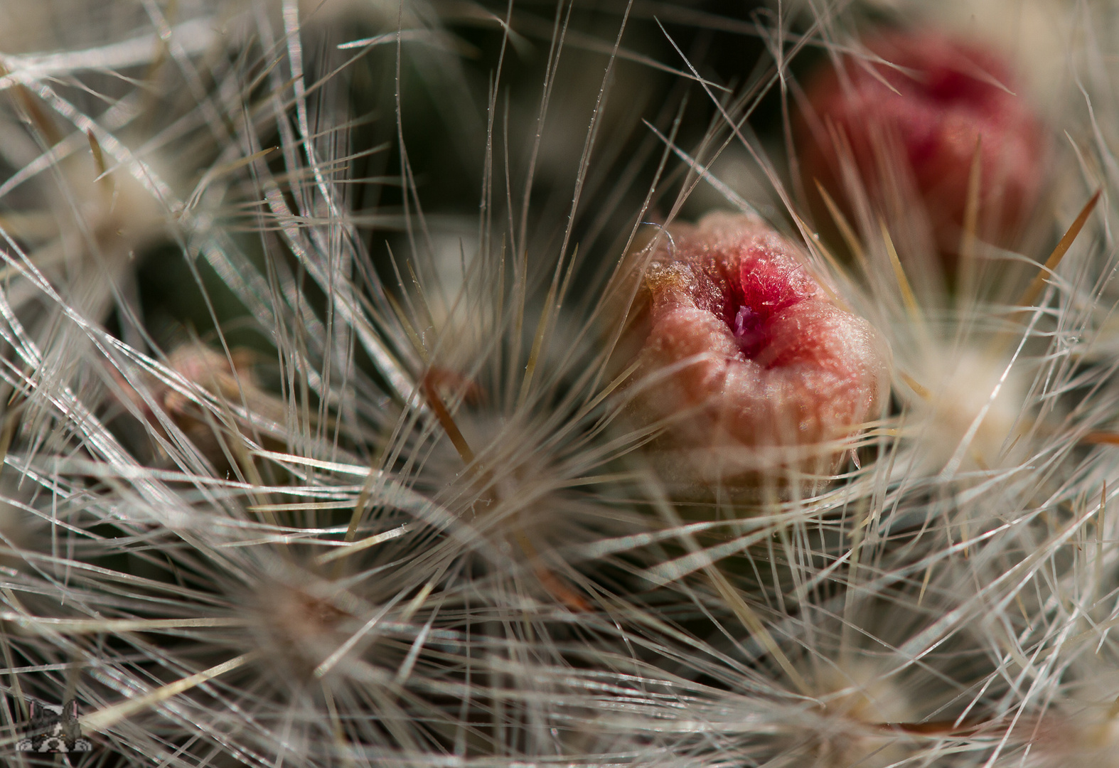 Mammillaria glassii April17