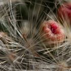 Mammillaria glassii April17