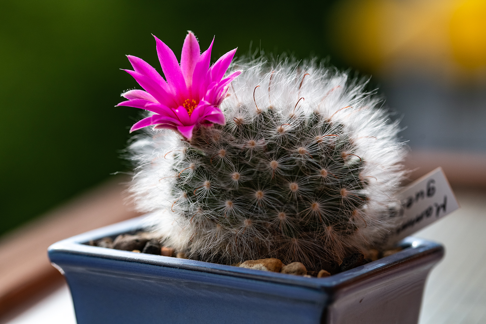 mammillaria guelzowiana 