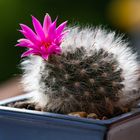 mammillaria guelzowiana 