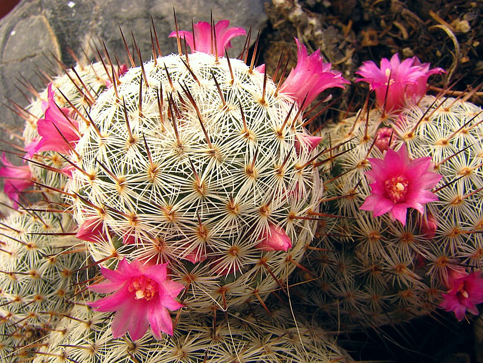 Mammillaria haageana