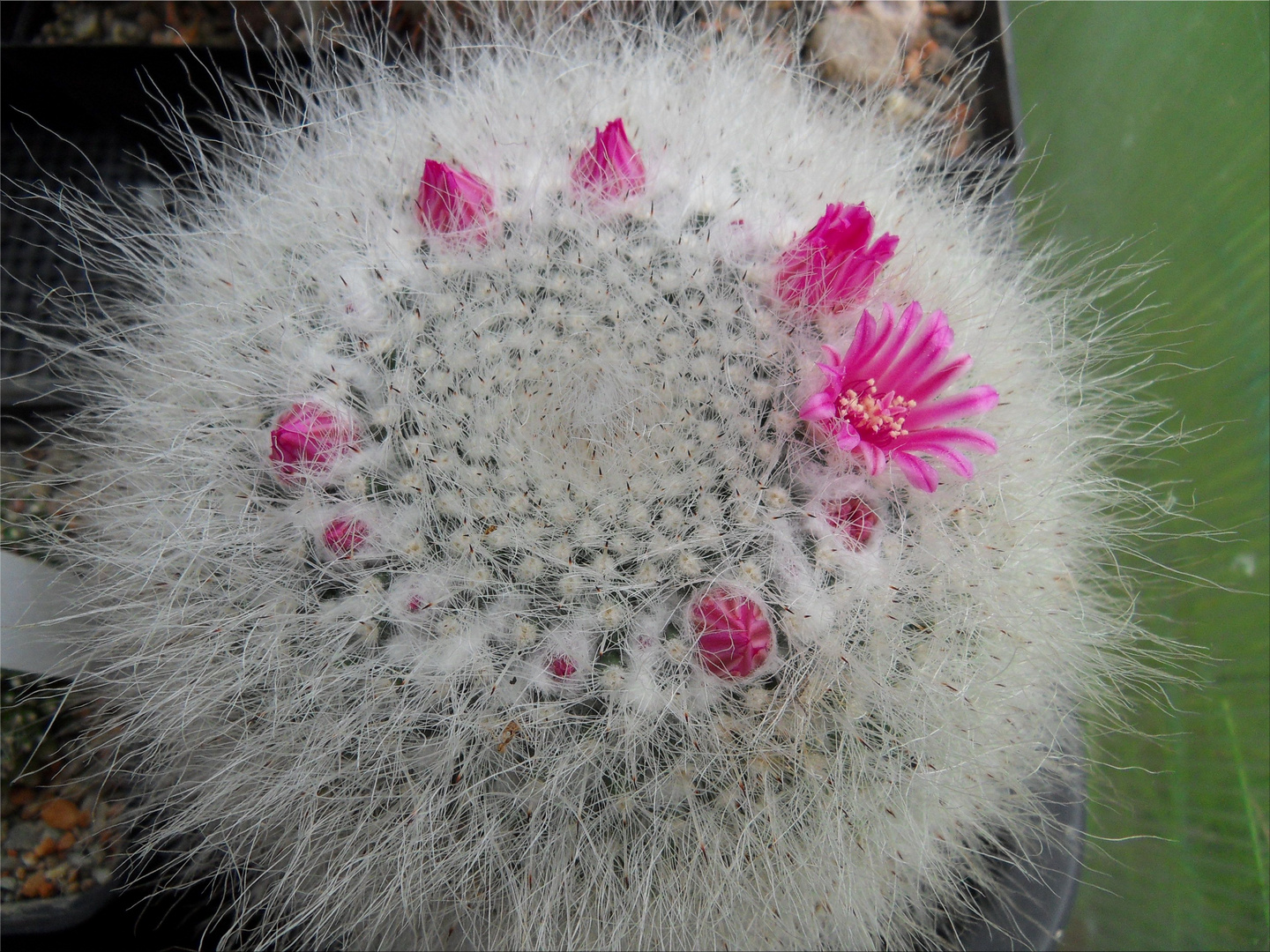 Mammillaria hahniana...