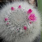 Mammillaria hahniana...