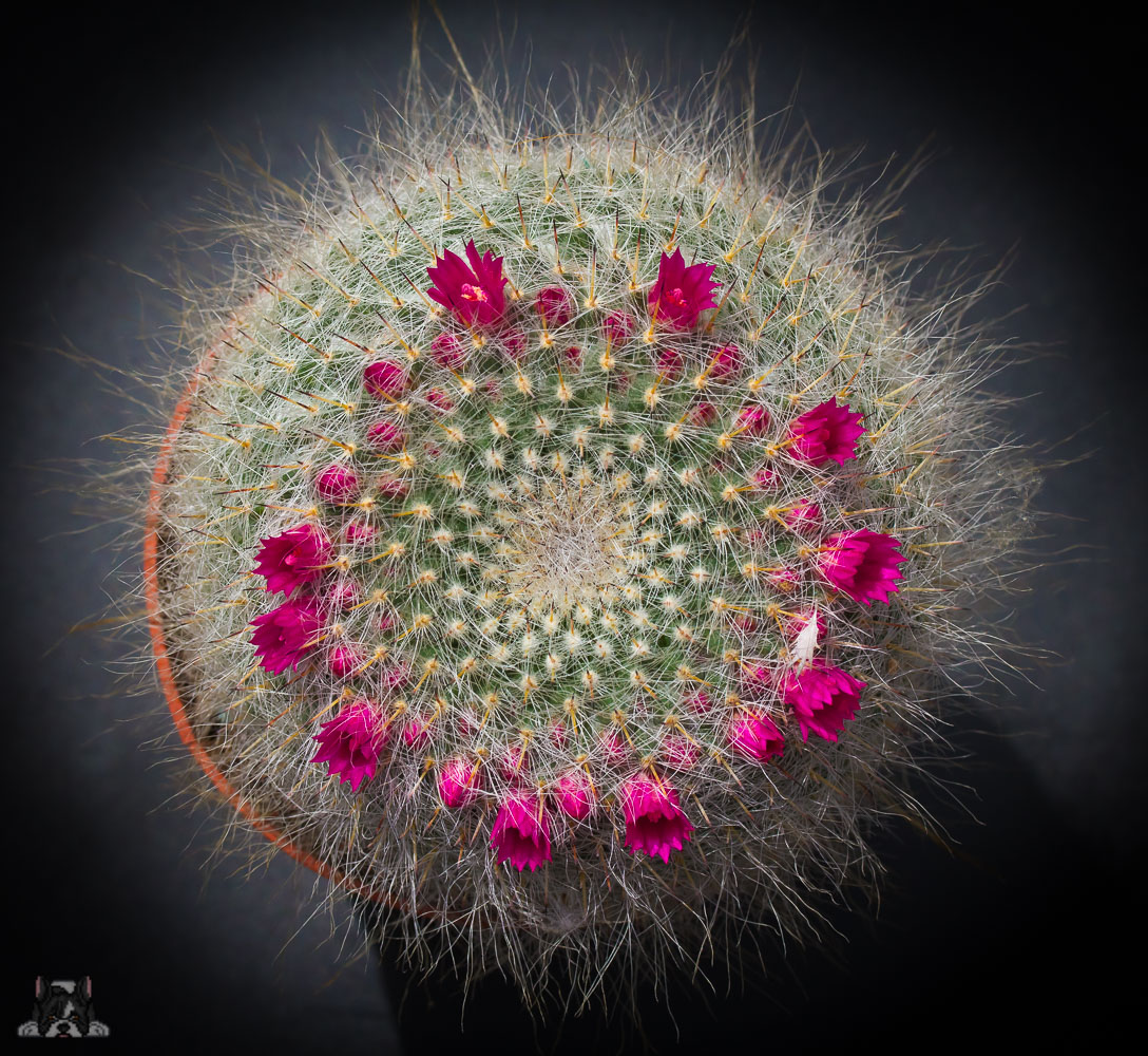 Mammillaria-hahniana