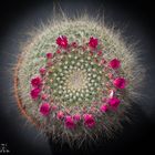 Mammillaria-hahniana