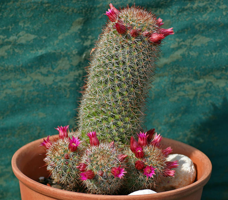 Mammillaria I Foto & Bild pflanzen, pilze & flechten, kakteen