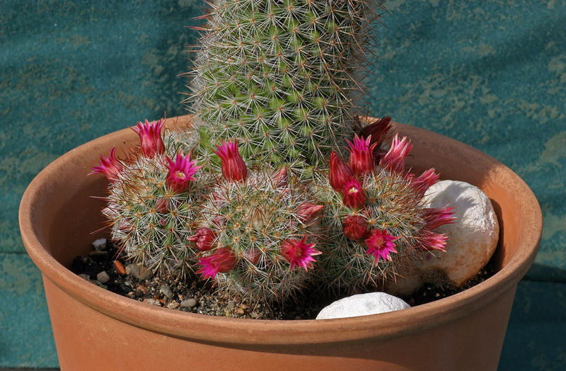 Mammillaria II