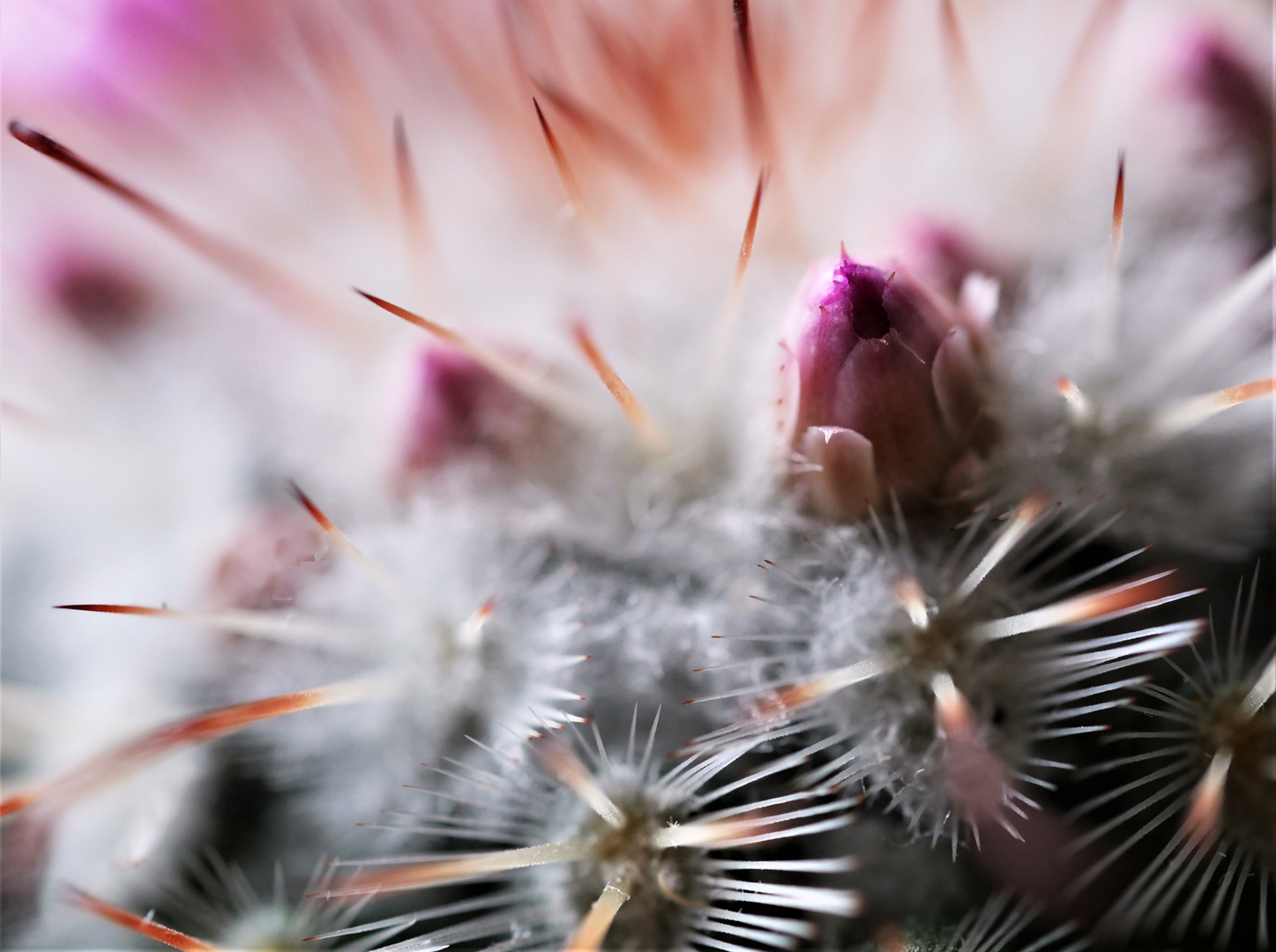 Mammillaria Knospen