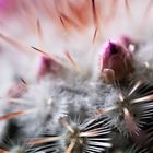 Mammillaria Knospen