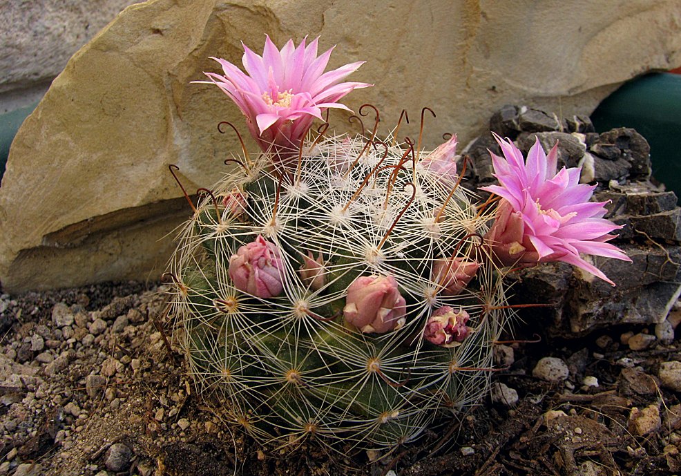 Mammillaria longiflora