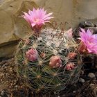 Mammillaria longiflora