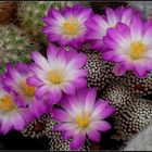 Mammillaria luethy..