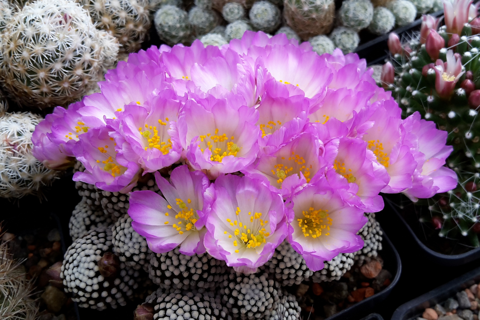 Mammillaria luethy...