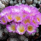 Mammillaria luethy...