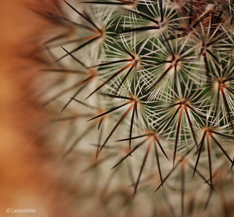 Mammillaria microhelia