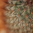 Mammillaria microhelia