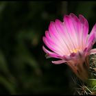 Mammillaria napina